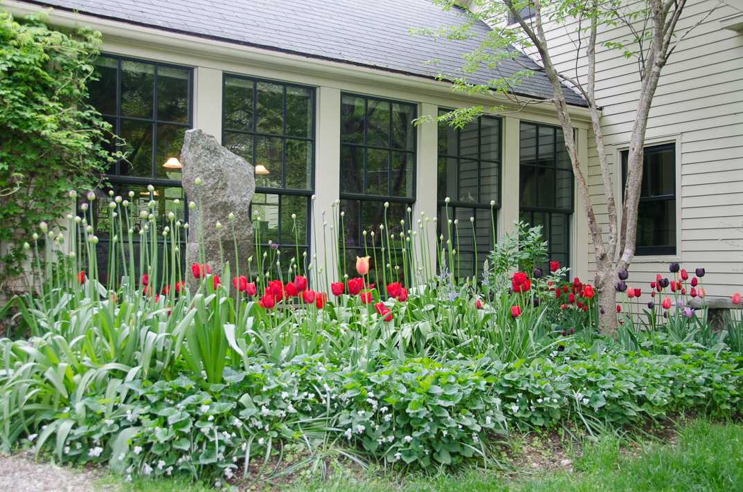 Tulips at Hawk Ridge 