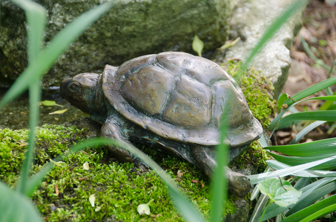 #157 EASTERN BOX TURTLE 1/2