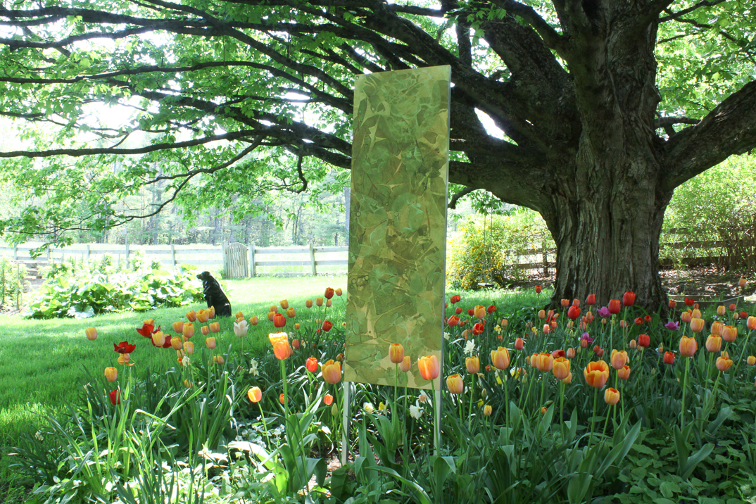 Tulips at Hawk Ridge with bronze LOYAL and QUIET PINK MOON 