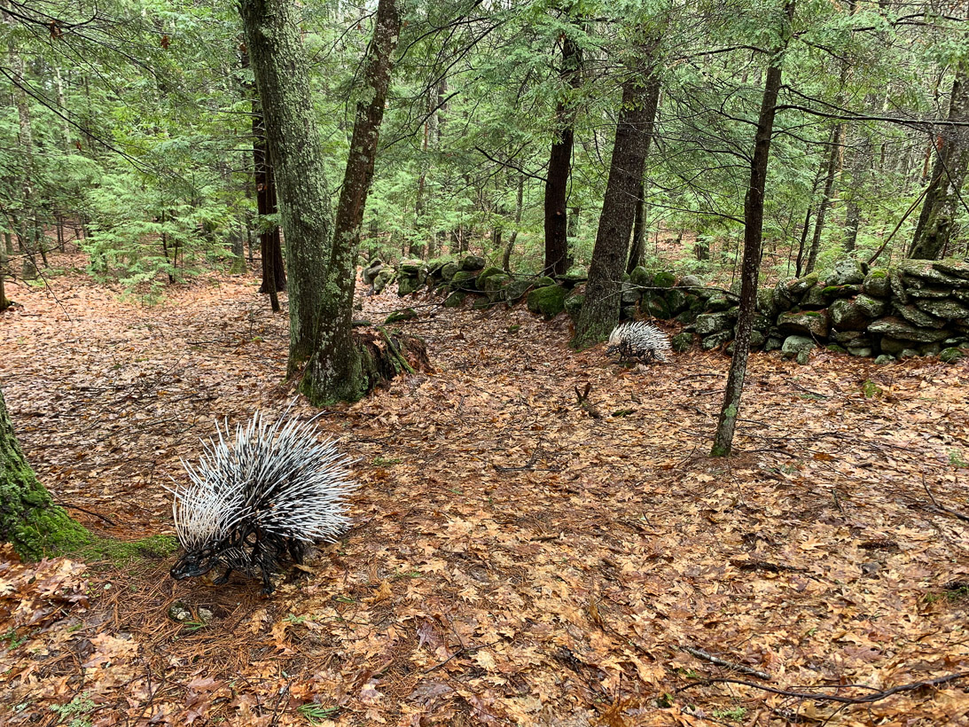 #28, 29 PORCUPINES 