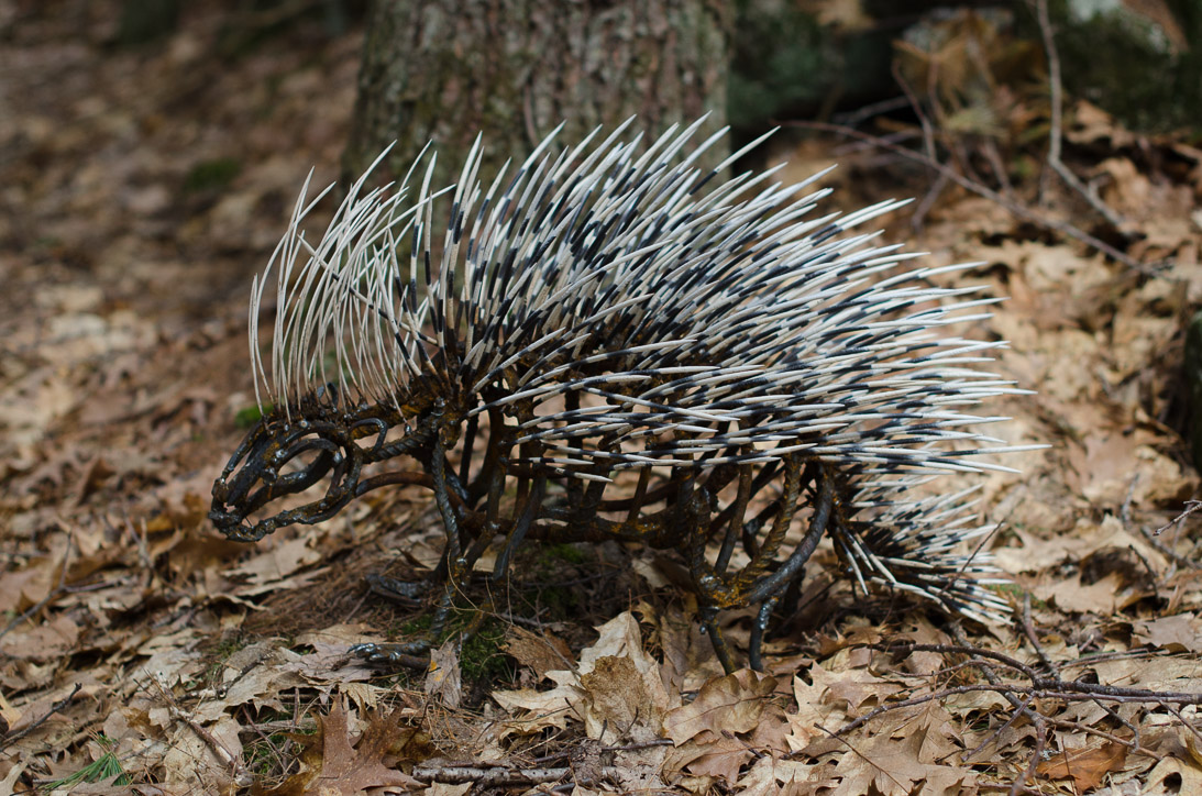 #29 PORCUPINE (small)