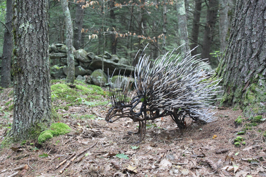 #100 PORCUPINE