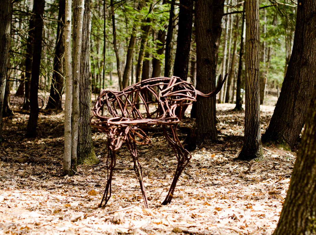 #120  SCRATCHING DEER  (in forest) 