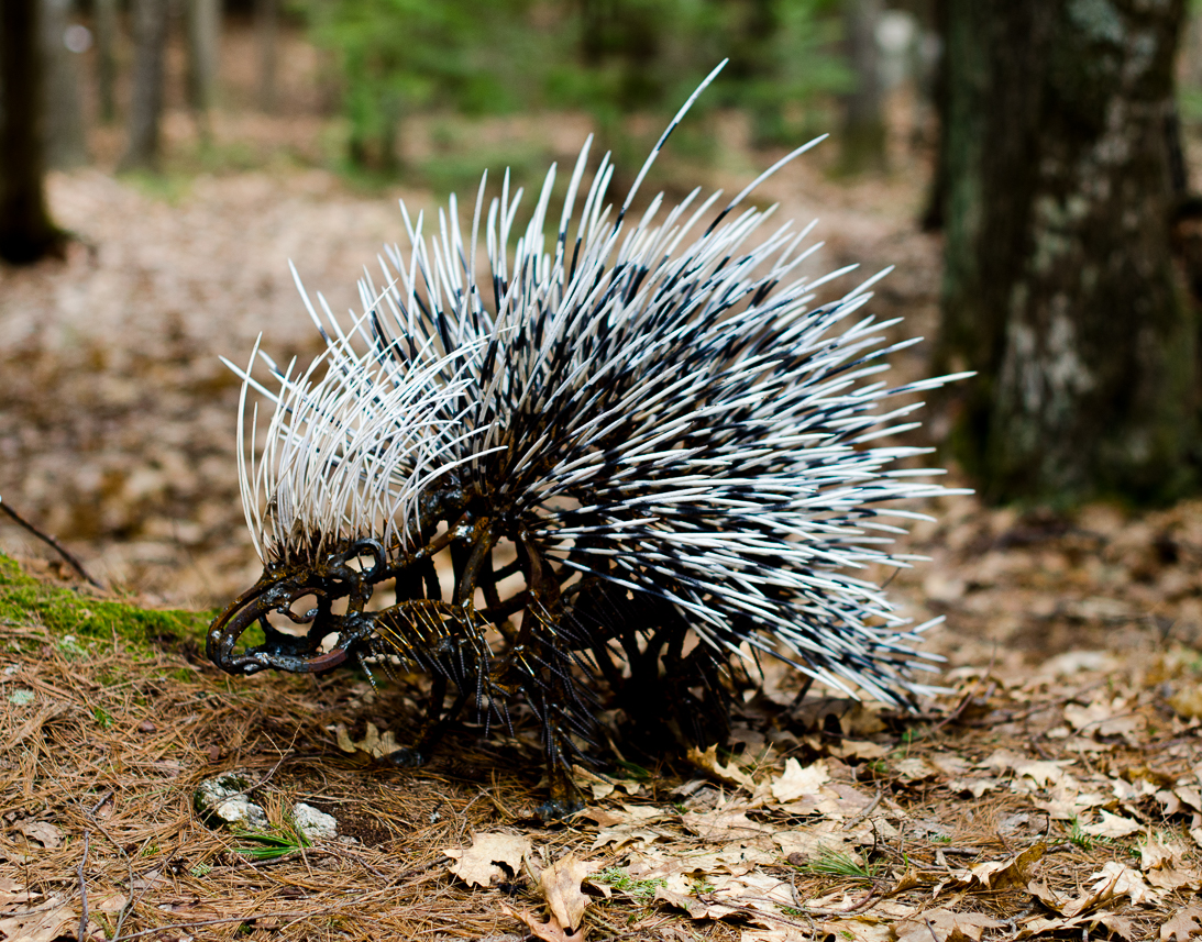 #41 PORCUPINE (large)