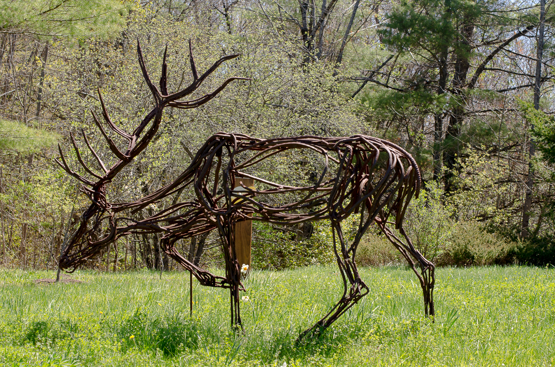 #31 WALKING ELK 