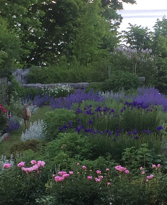 visitor in the gardens 